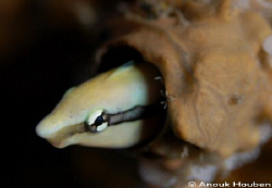 False cleanerfish, Aspidontus taeniatus. Picture taken at... by Anouk Houben 